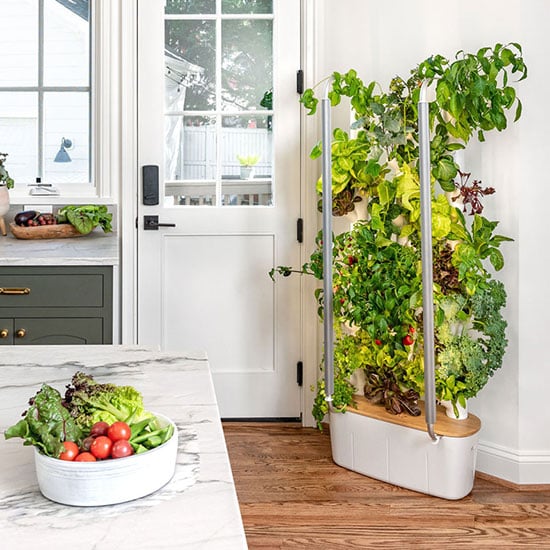 Indoor gardening without a yard: the complete apartment guide