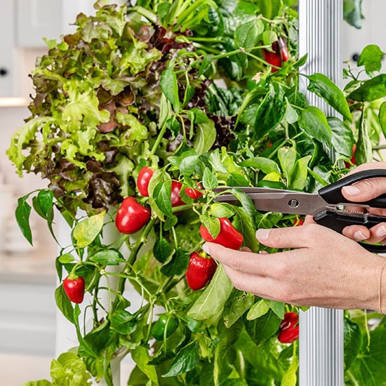 How to reduce food waste: practical strategies that actually work