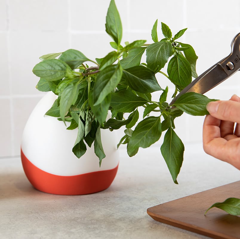 Countertop gardens: the best compact growing solutions for your kitchen
