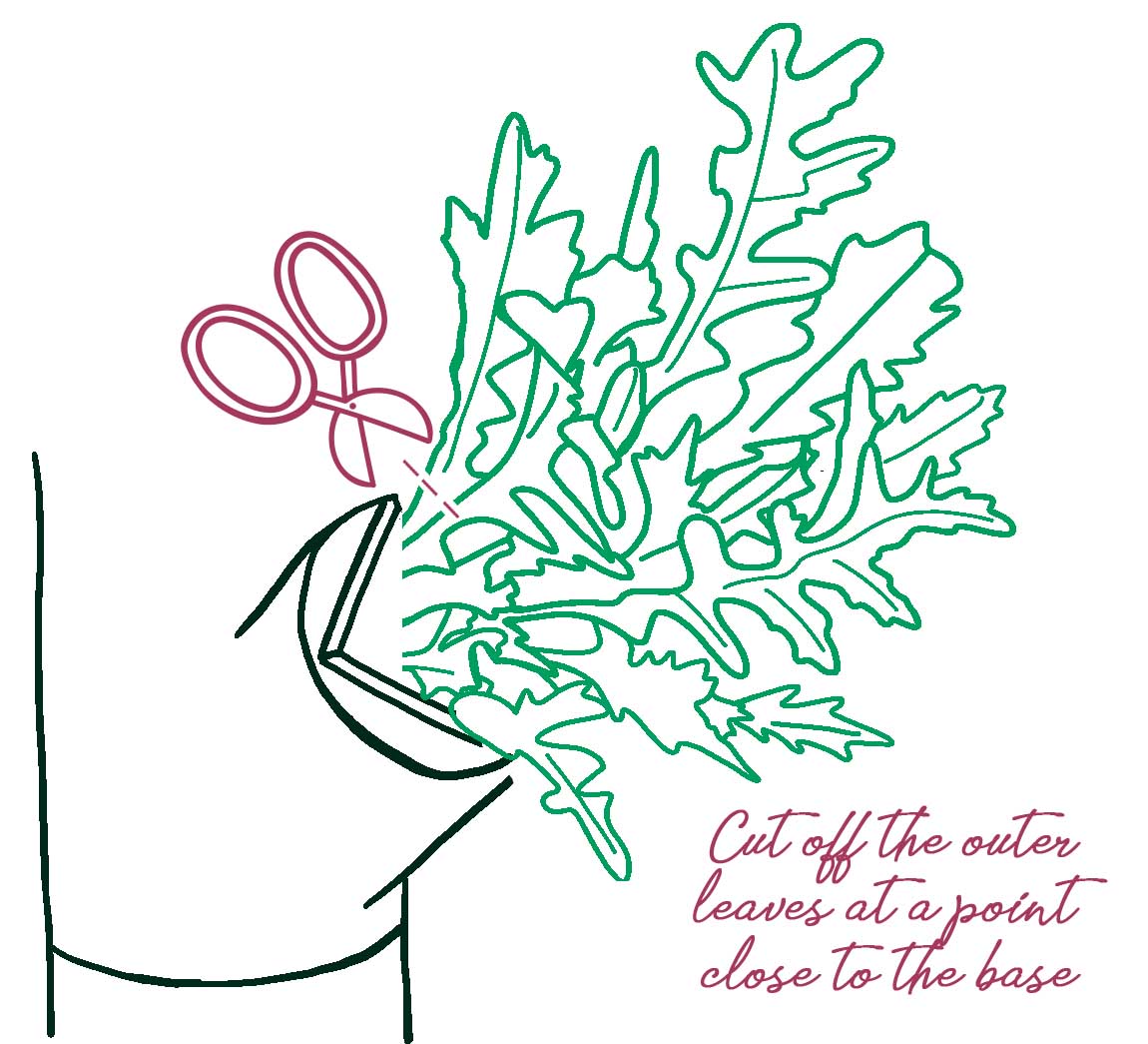 How Much Does One Plant Really Produce?
