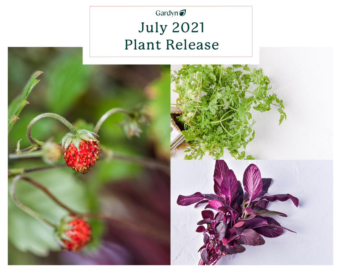 July Plant Release: Mini Strawberries, Red Amaranth, and Chervil