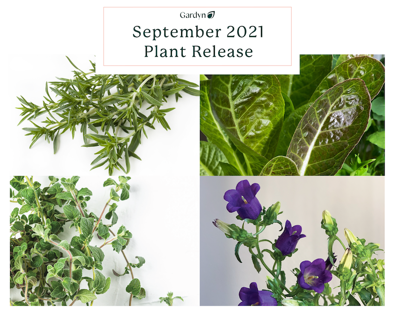 September Plant Release: Breen, Campanula, Savory and Zaatar