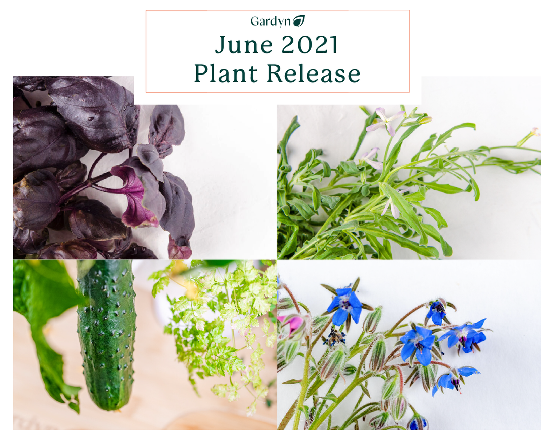New Plant Release for June: 2 flowers, 1 cucumber, and 1 herb