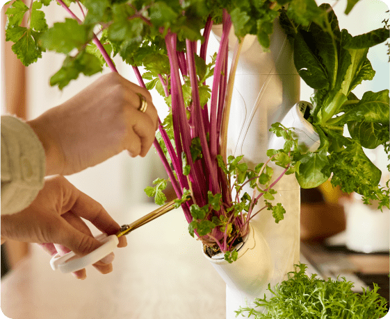 Organic vs non-organic: what food science actually says