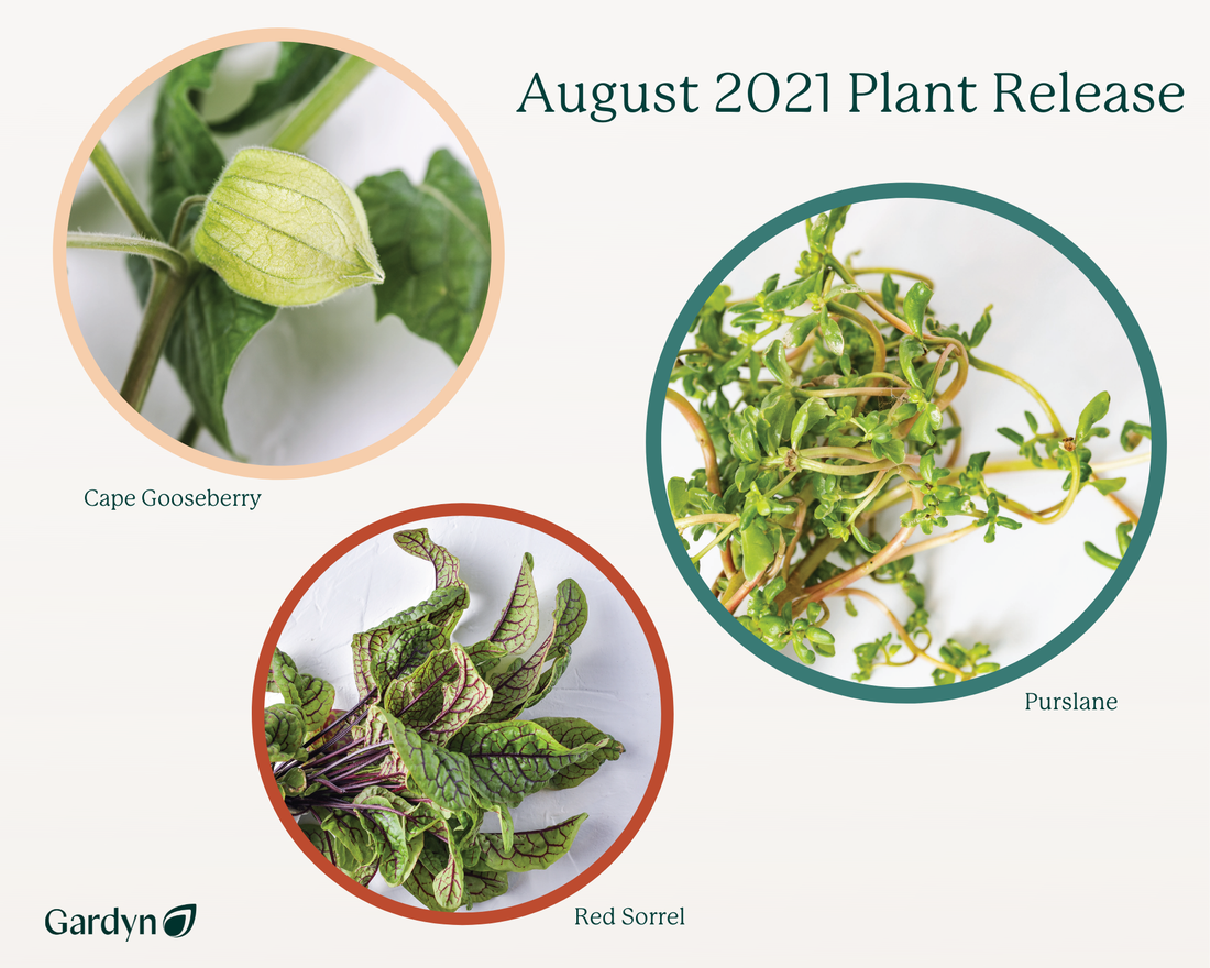 August Plant Release: Cape Gooseberry, Red Sorrel, and Purslane