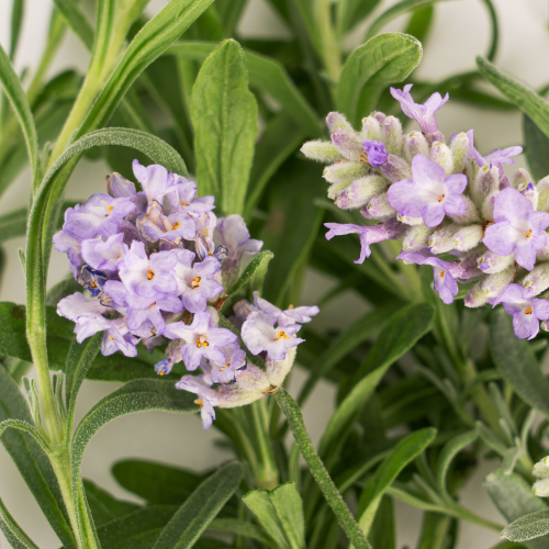 Stress eating and the spring reset: how home growing can help