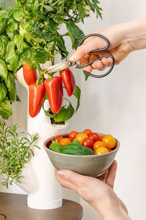 Why eating at harvest is healthier