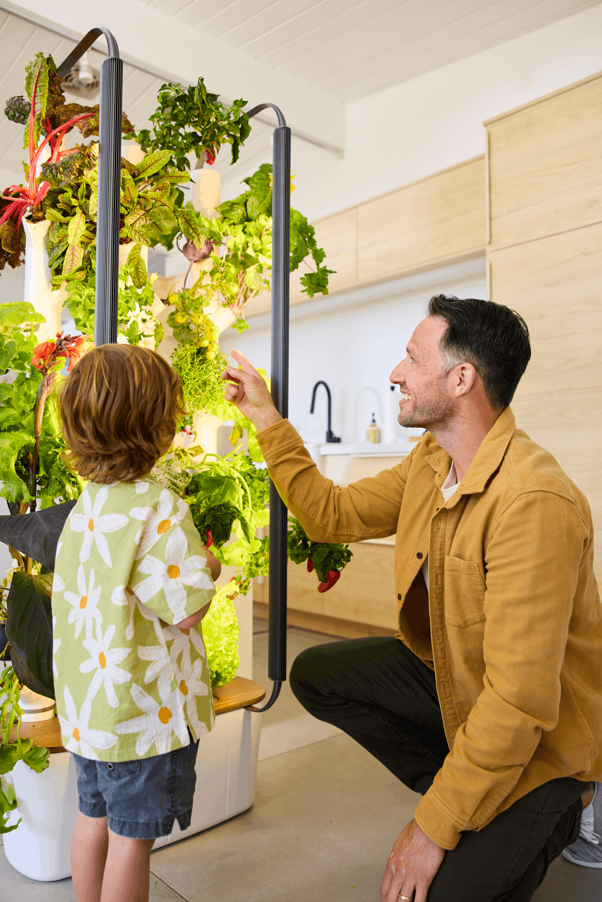 Small-space summer cooking: what you can grow in 2 sq ft