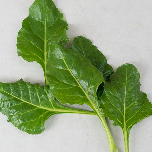Perpetual Spinach yCube - nutrient-rich dark green leaves for year-round harvest