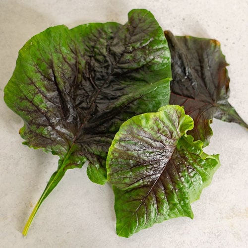 Red Amaranth yCube - vibrant magenta superfood leaves