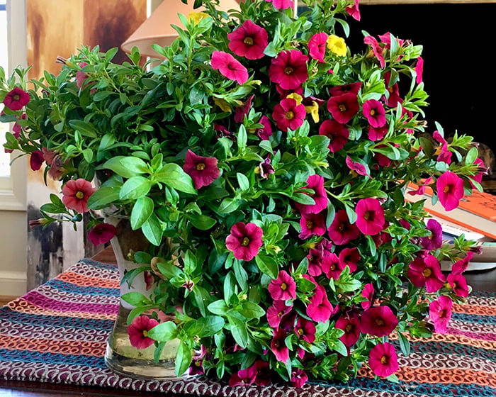 Flowers That Don’t Wilt and Die. Now, That’s Some Gardyn Magic.