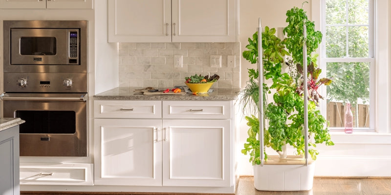 Fresh Food, Fresh Life, Fresh Perspective