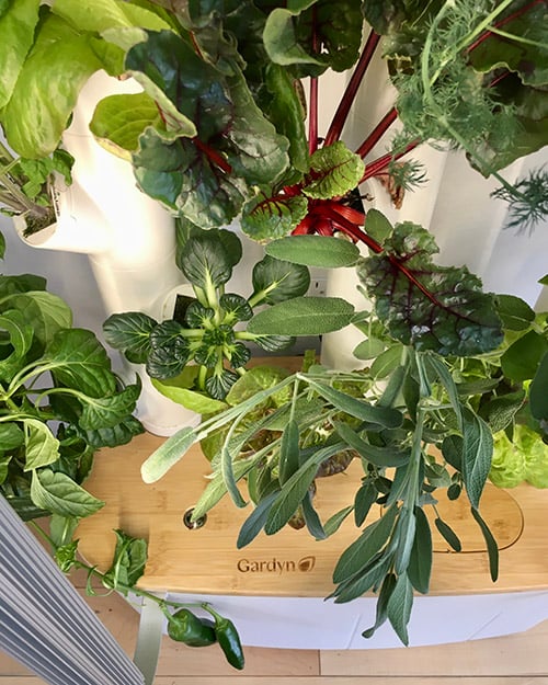 Folate degradation in leafy greens: why freshness matters