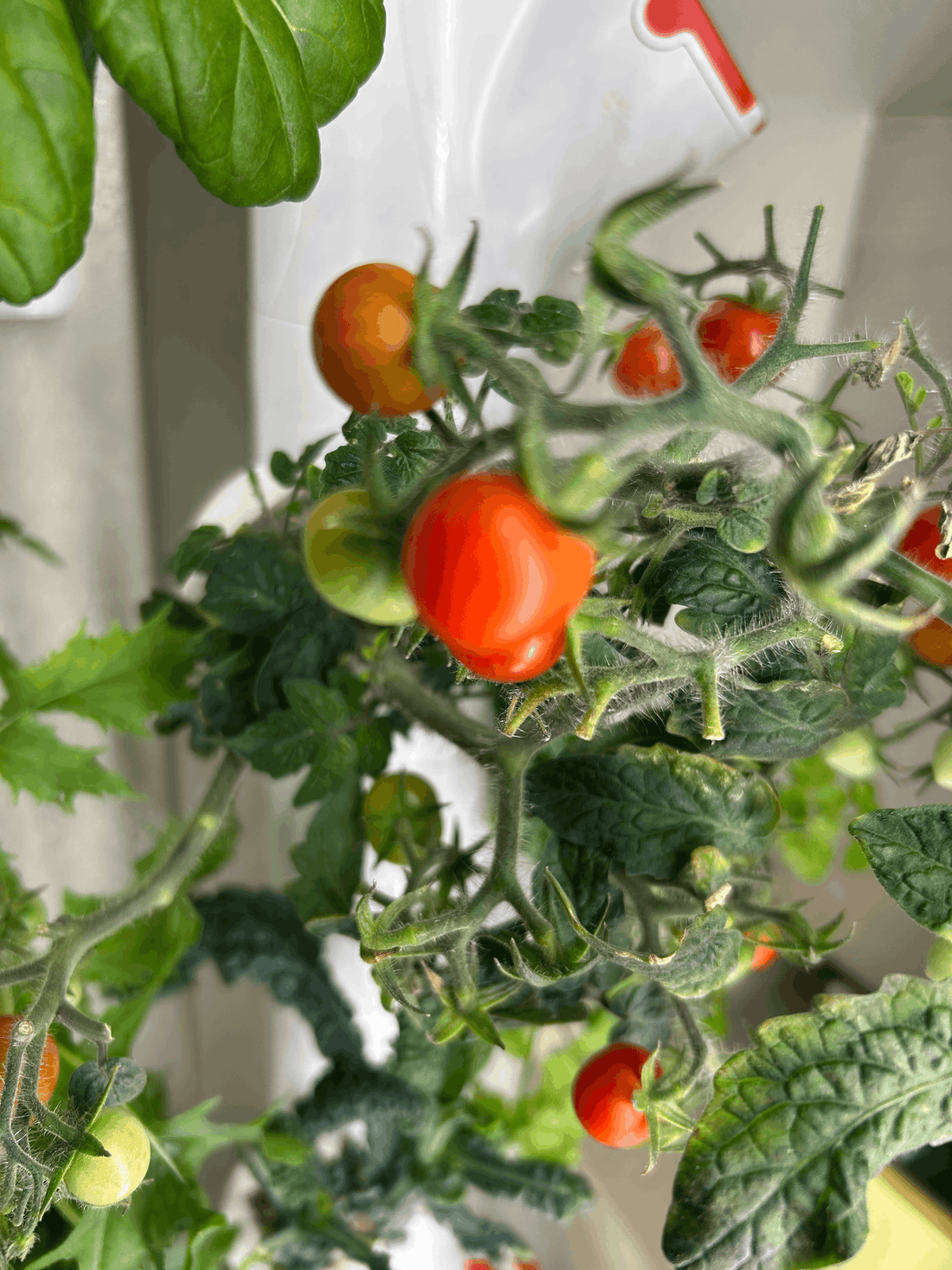 Growing your way out of recalls: which grocery produce is safer to grow than buy