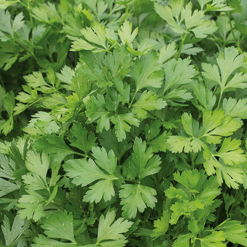 Italian Parsley