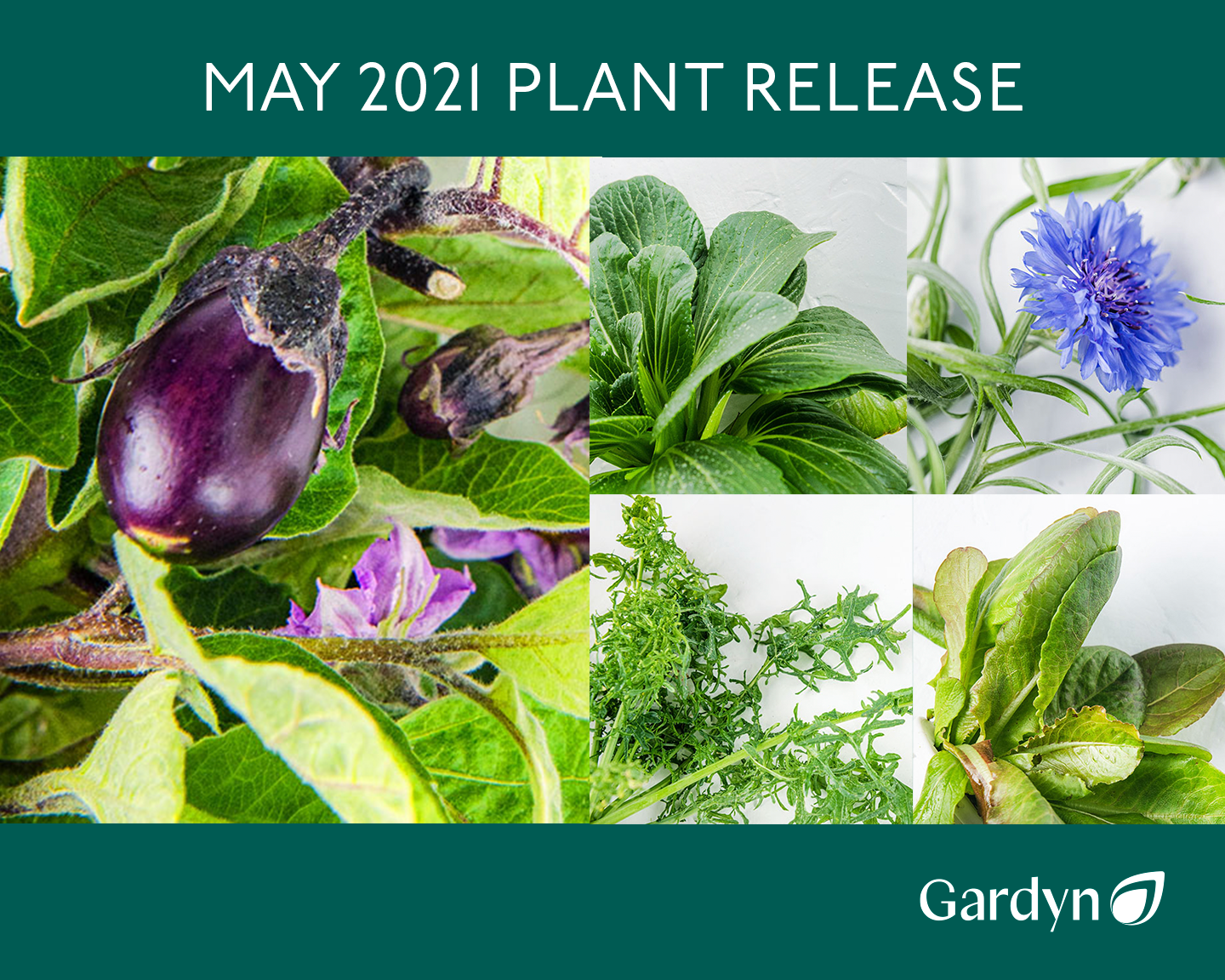New Plant Release: 5 new flavor-packed varieties for May