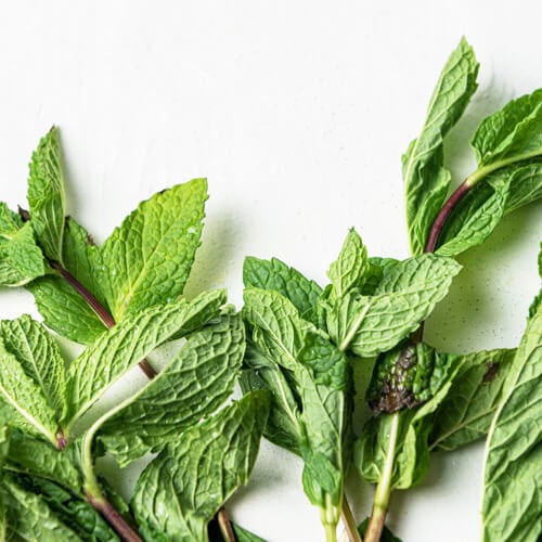 Mint yCube - bright green refreshing leaves for drinks, desserts, and garnishes