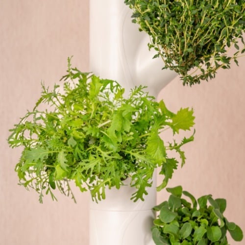The Life of a Plant: Understanding the Difference Between Microgreens, Baby Greens, and Adult Greens