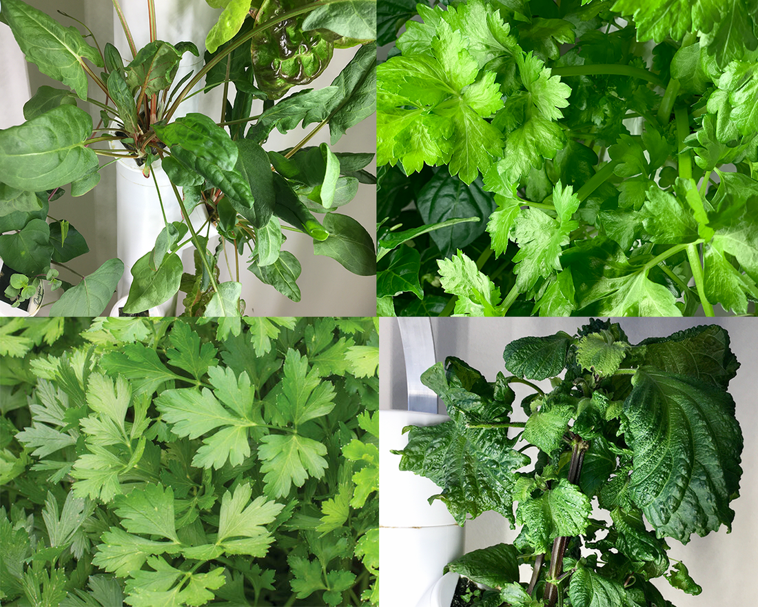 Oct Plants Announcement