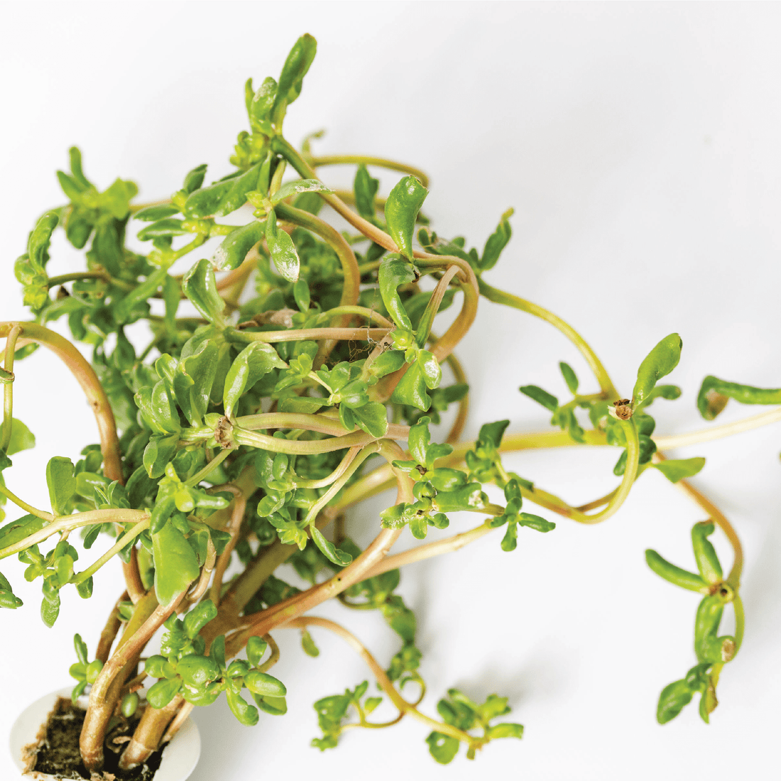 Purslane: the omega-3 plant you can grow at home