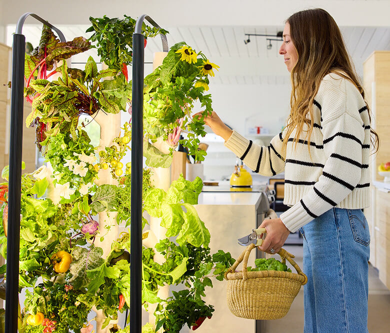 What to plant in August for a fall and winter indoor harvest