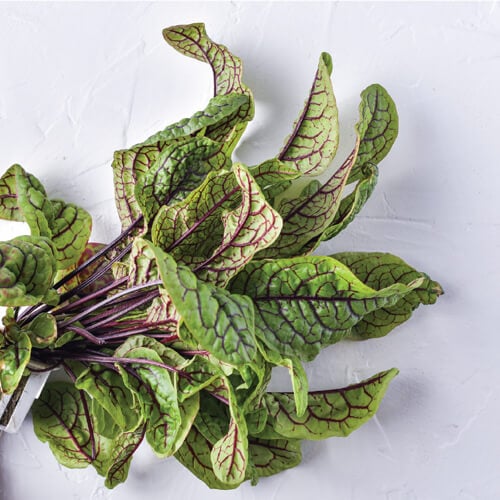 Red Sorrel yCube - tangy red-veined leaves with lemony zing