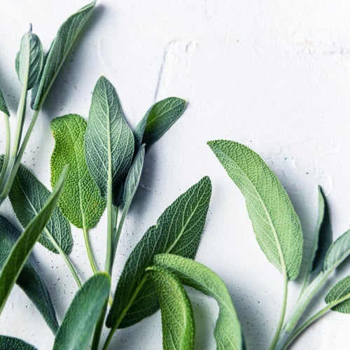 How to dry herbs at home: the complete guide
