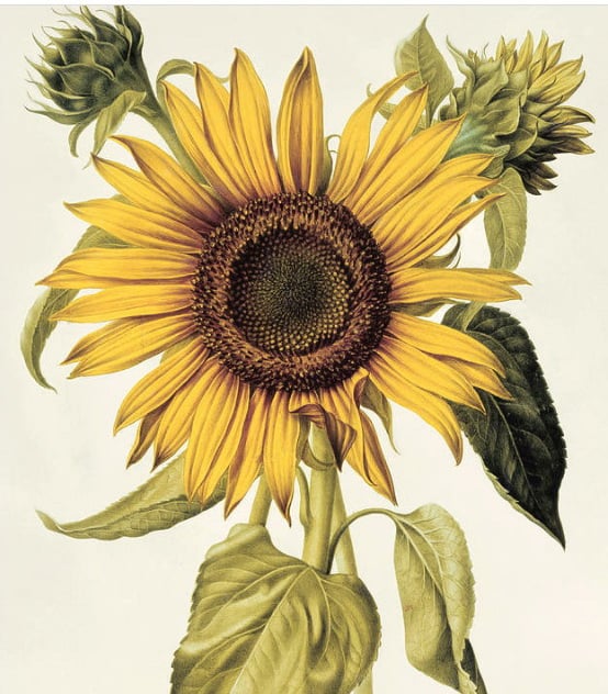 Botanical Illustration