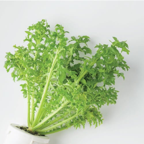 Wasabi Greens yCube - spicy green leaves with wasabi heat