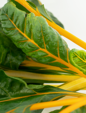 Indoor plants and cortisol: what the research actually shows
