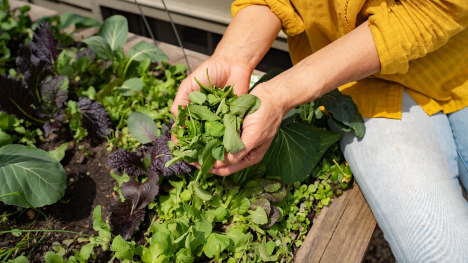 Arugula health benefits: glucosinolates, nitrates, and bone health