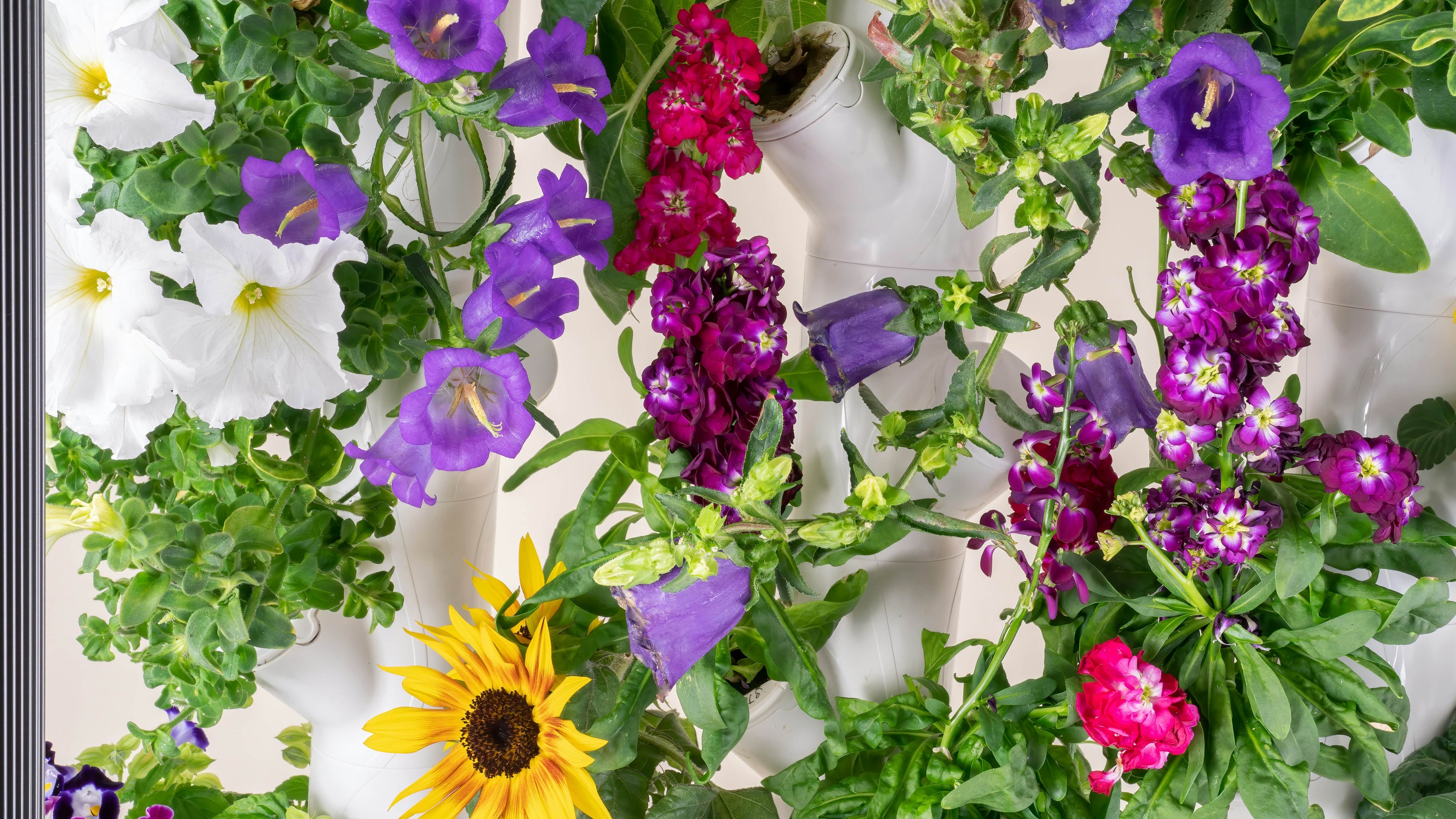 Edible flowers: a magical way to get kids to taste new things