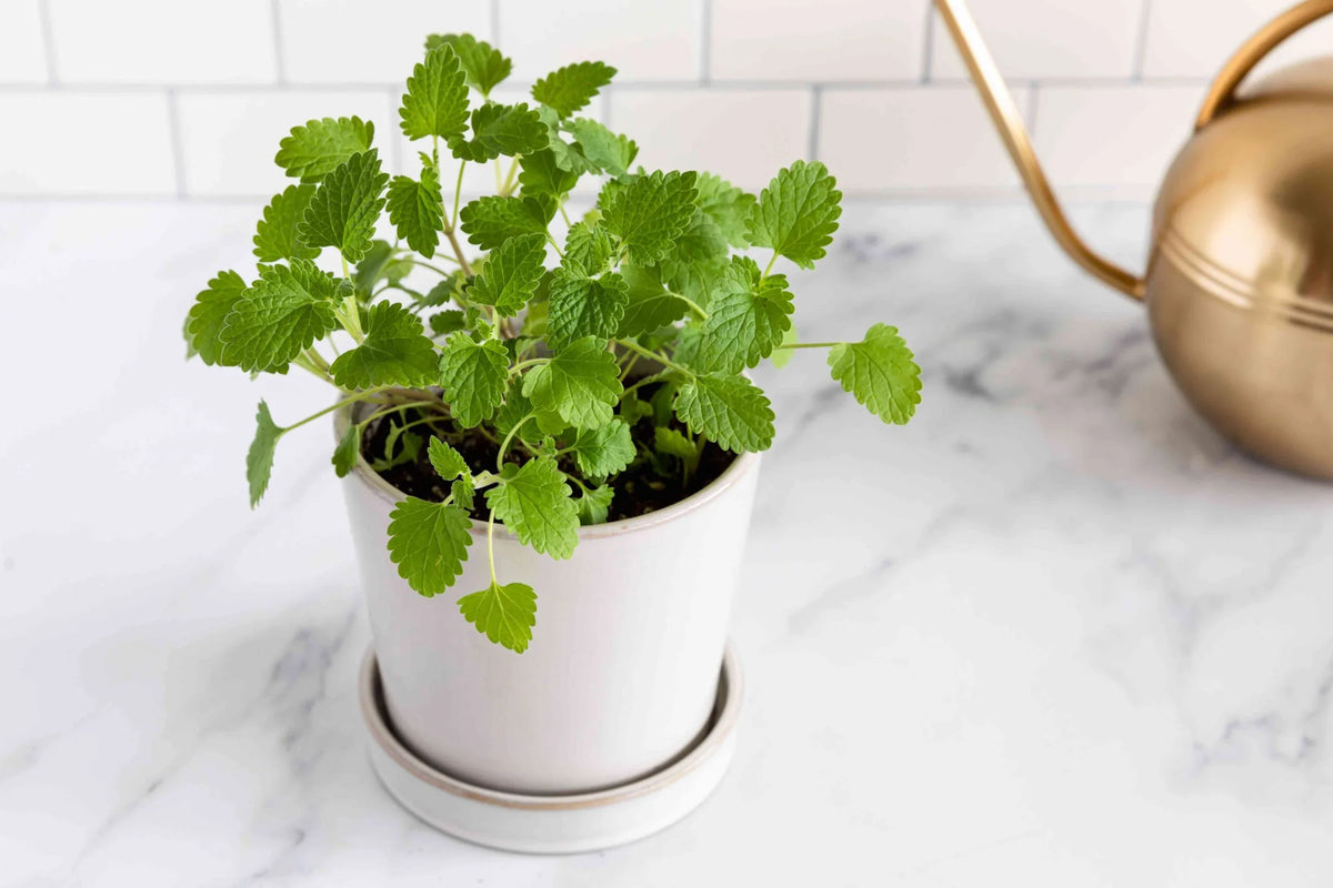 Catnip growing in a white pot on a kitchen counter