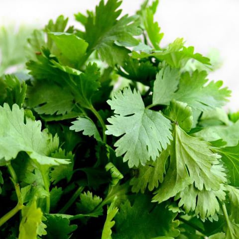 How to grow cilantro indoors: solving the bolting problem