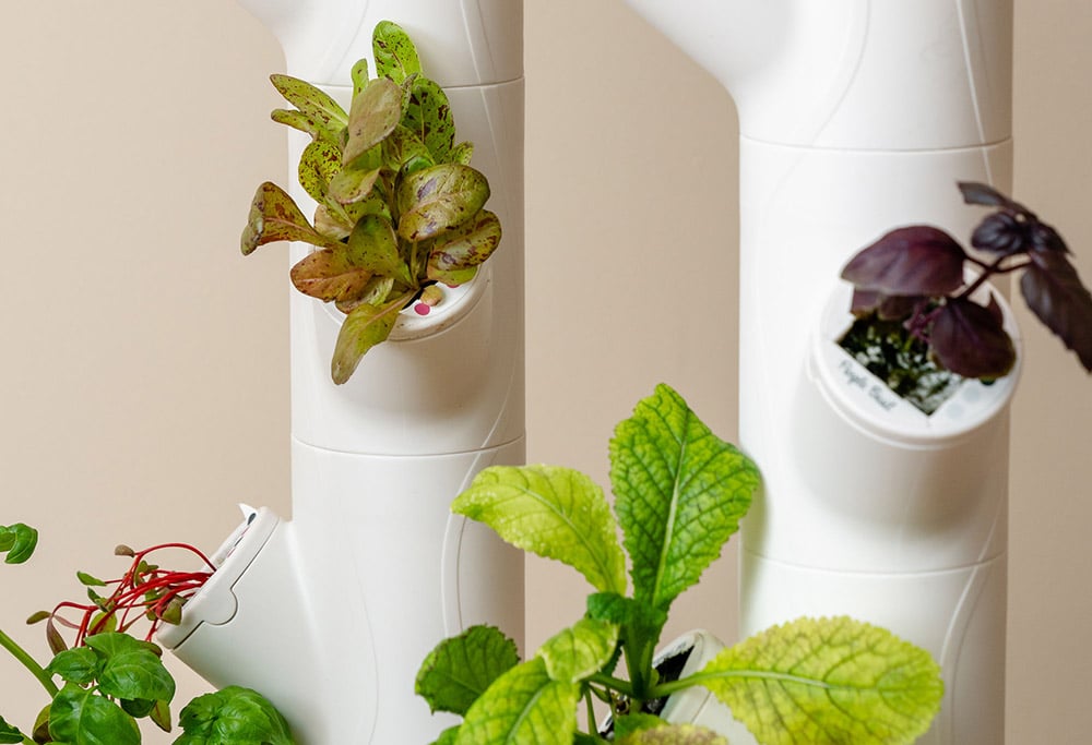 Hydroponic starter kits: what to look for before you buy