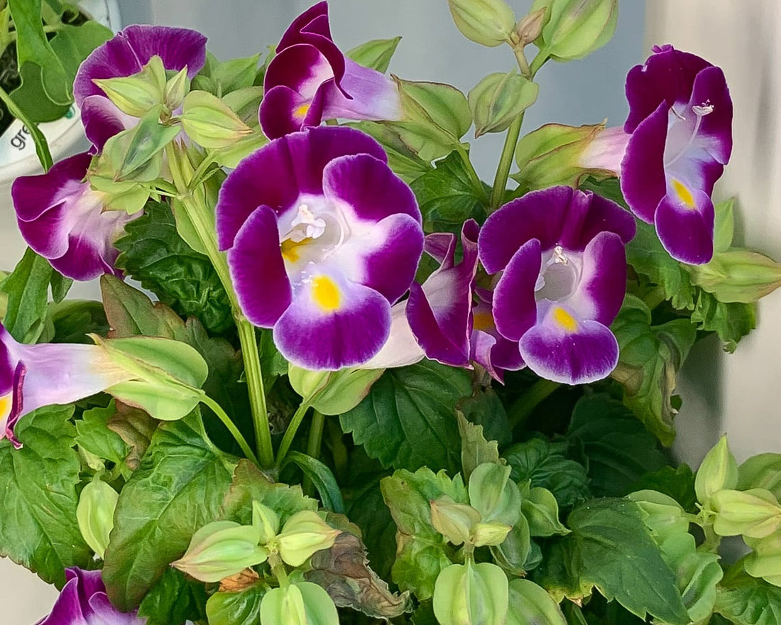 Grow Beautiful Flowers at Home in Your Gardyn! Just in Time for Mother's Day