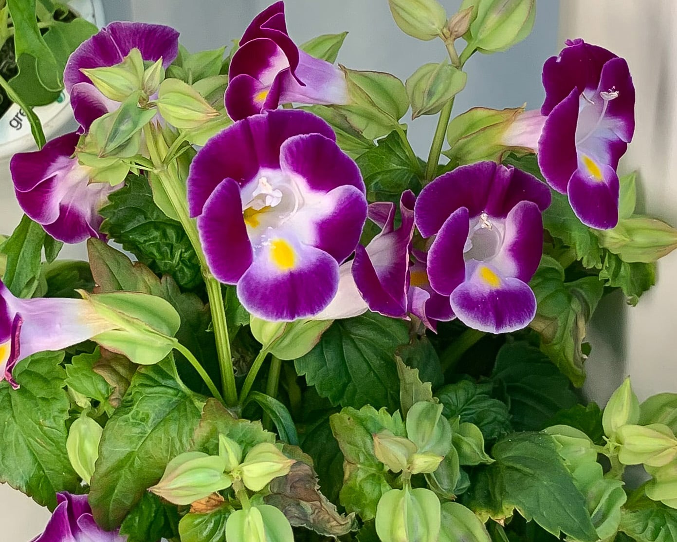 Grow Beautiful Flowers at Home in Your Gardyn! Just in Time for Mother's Day