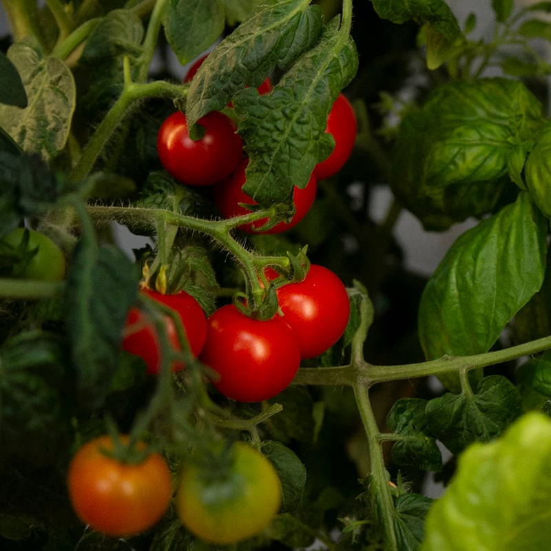 Frozen vs. fresh vs. home-grown produce: which is actually most nutritious?