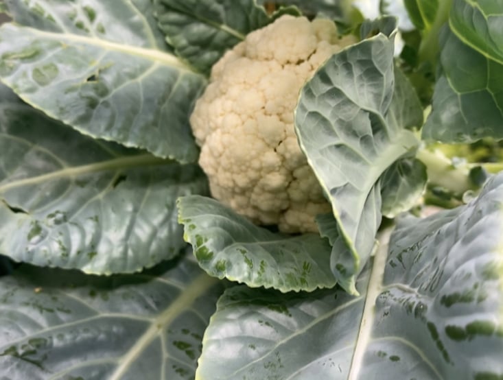 Farm to table: how far does your produce travel and why it matters
