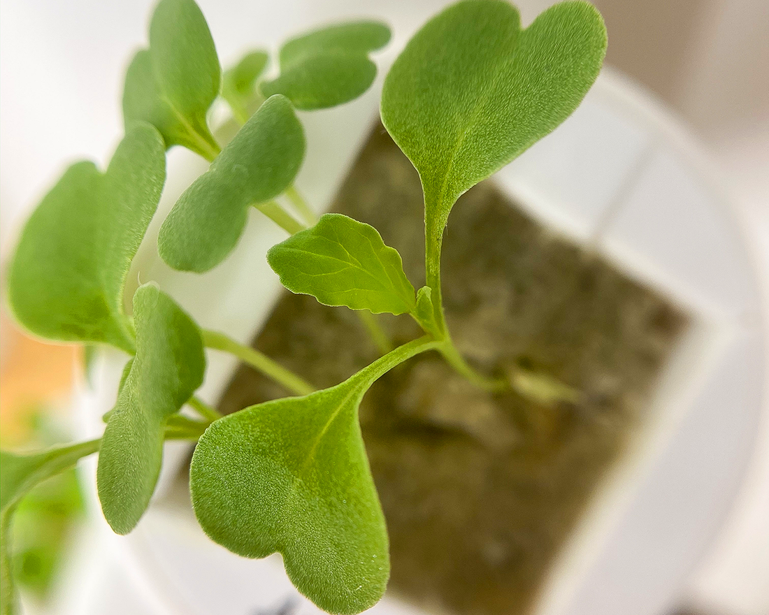 Germination