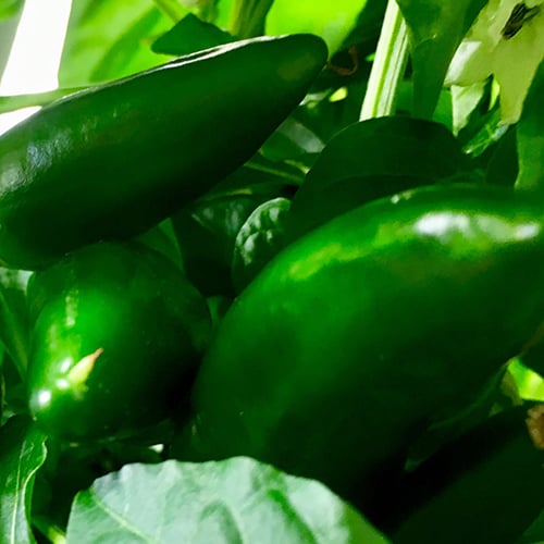 Nutrient density vs. calorie density: what the science actually means