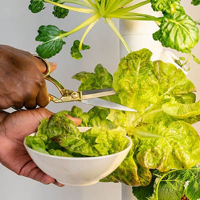 Growing food indoors as a stress management practice