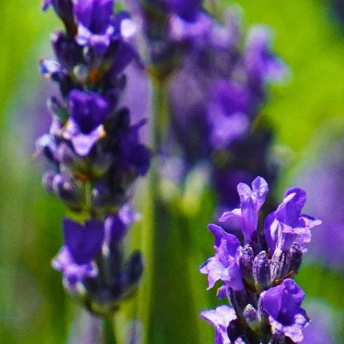 The DIY skincare herb garden: 5 herbs for face masks, hair rinses, and toners