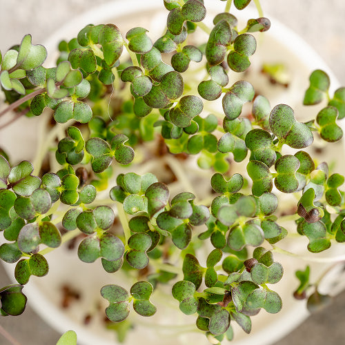 How to Grow Microgreens Indoors