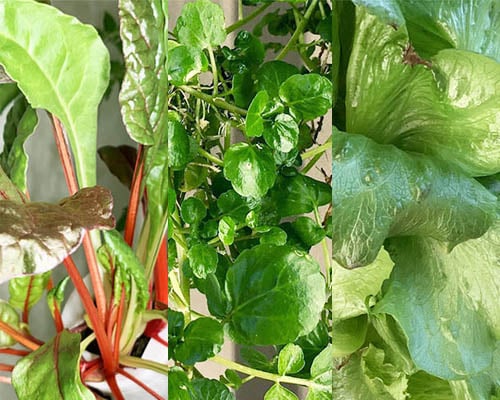 You Can Now Grow Swiss Chard, Watercress, and Cardinale Lettuce in Your Gardyn