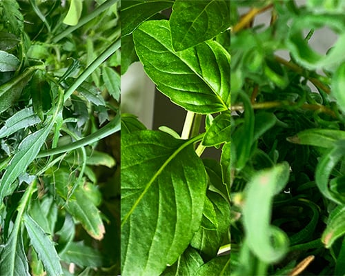 More Heroic Herbs for Your Gardyn: Rosemary, Mexican Tarragon, and Sweet Thai Basil