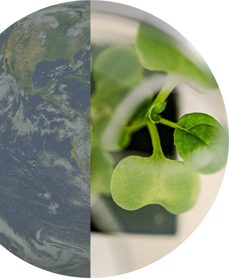 The environmental case for growing food at home