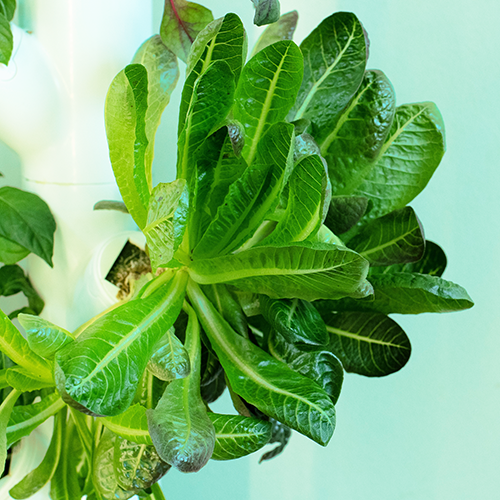 All About Plant Food - How Much is Too Much?