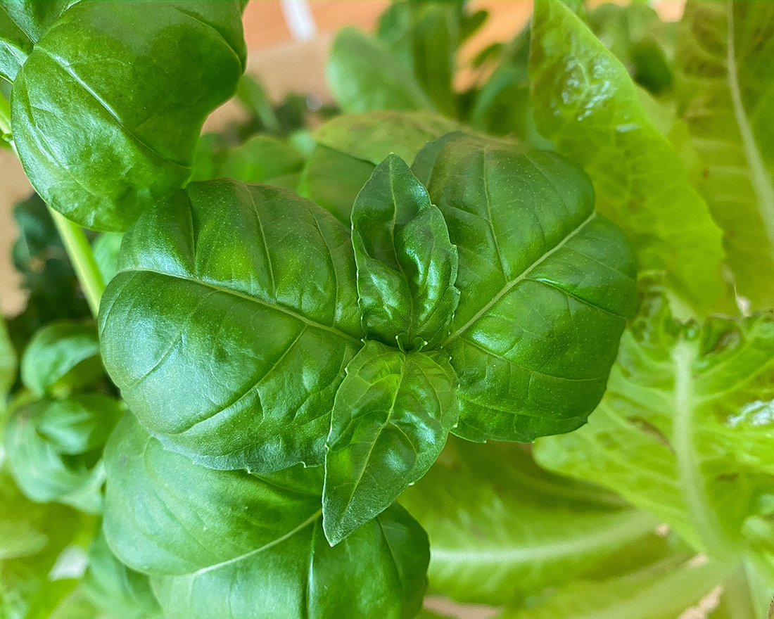 Plant food