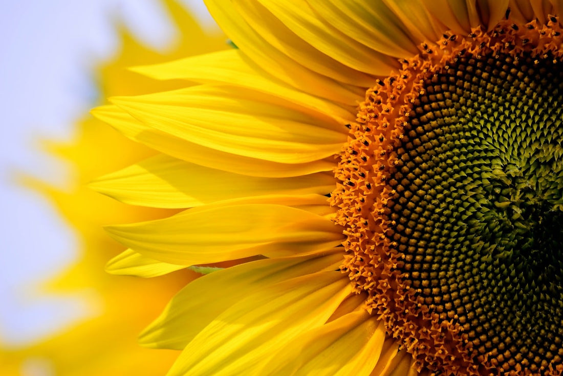 Growing a piece of American heritage: the sunflower